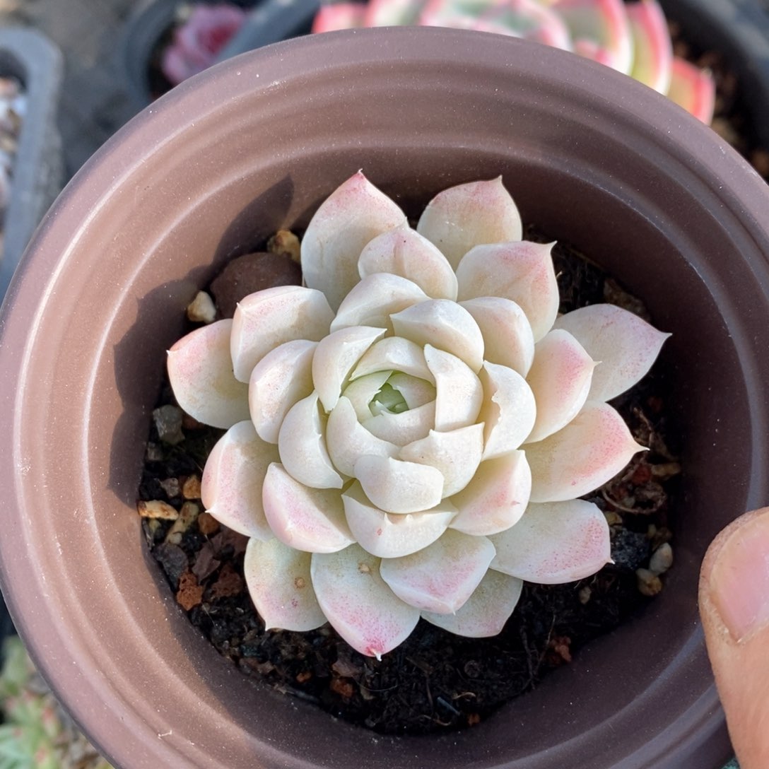 精品多肉一物一拍不包整75