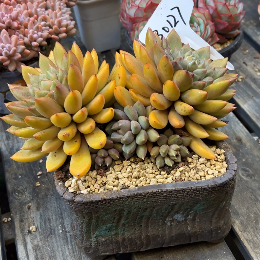 @***照象牙0127号一物一拍