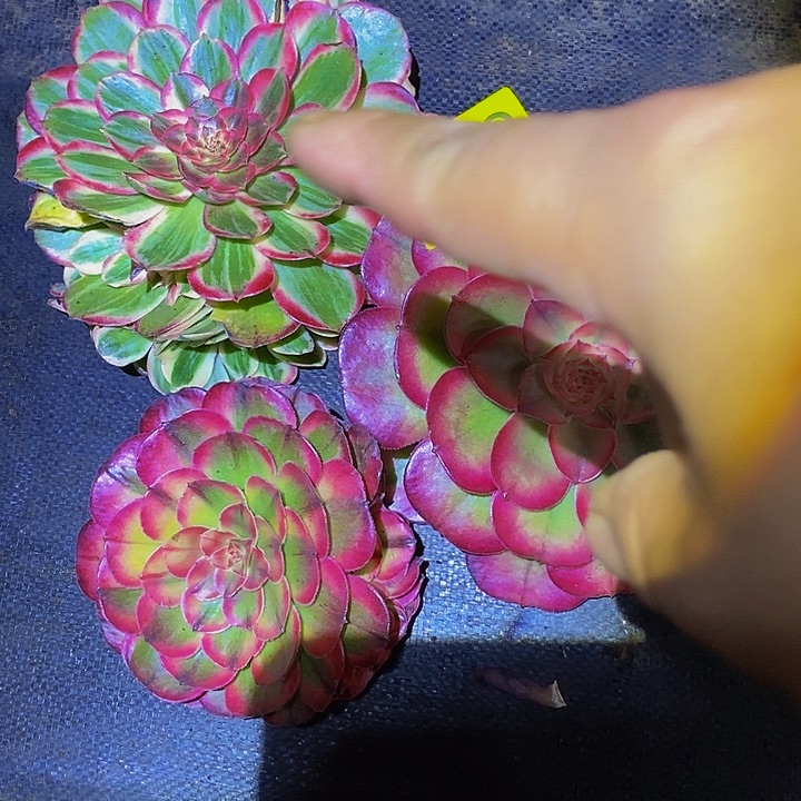 0108多肉植物三颗