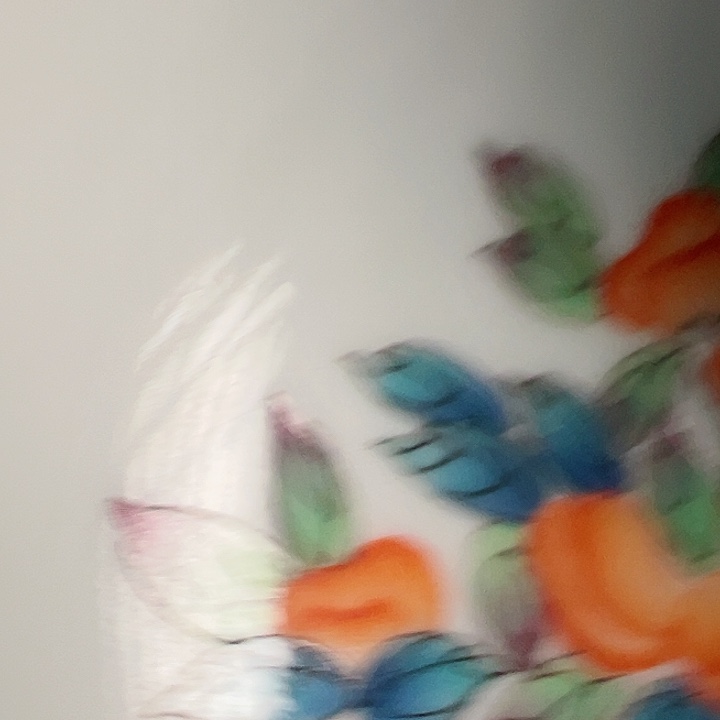 胭脂红柿子单杯 福利价格