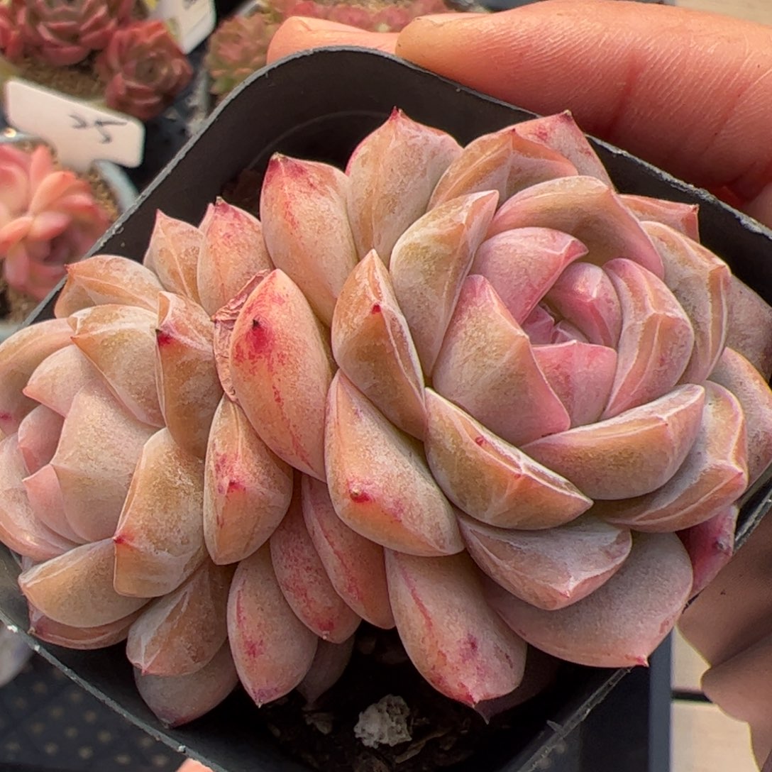 733 多肉植物组合盆栽