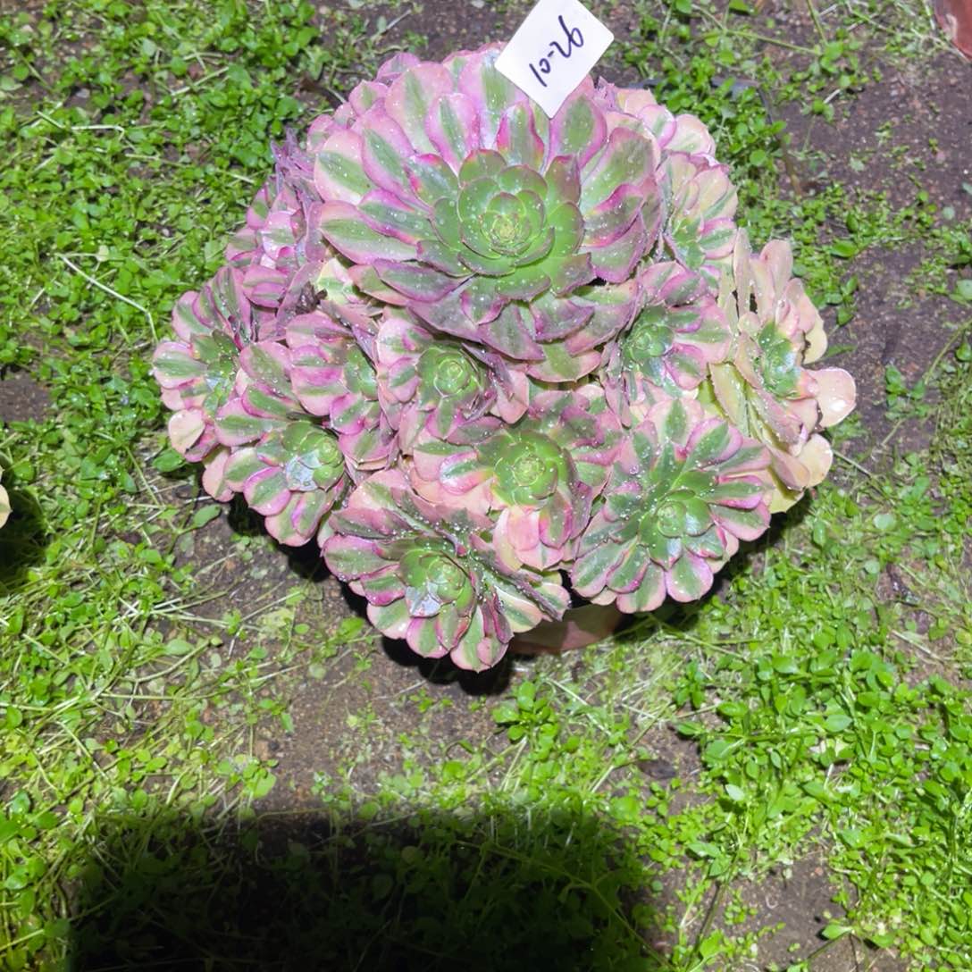 12-10-26雨荷法师锦