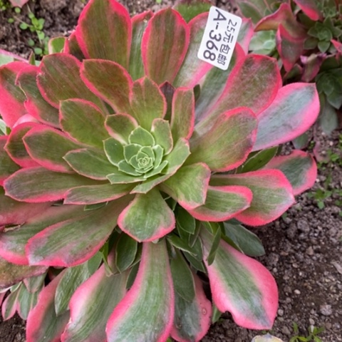 368女妖满25包邮多肉