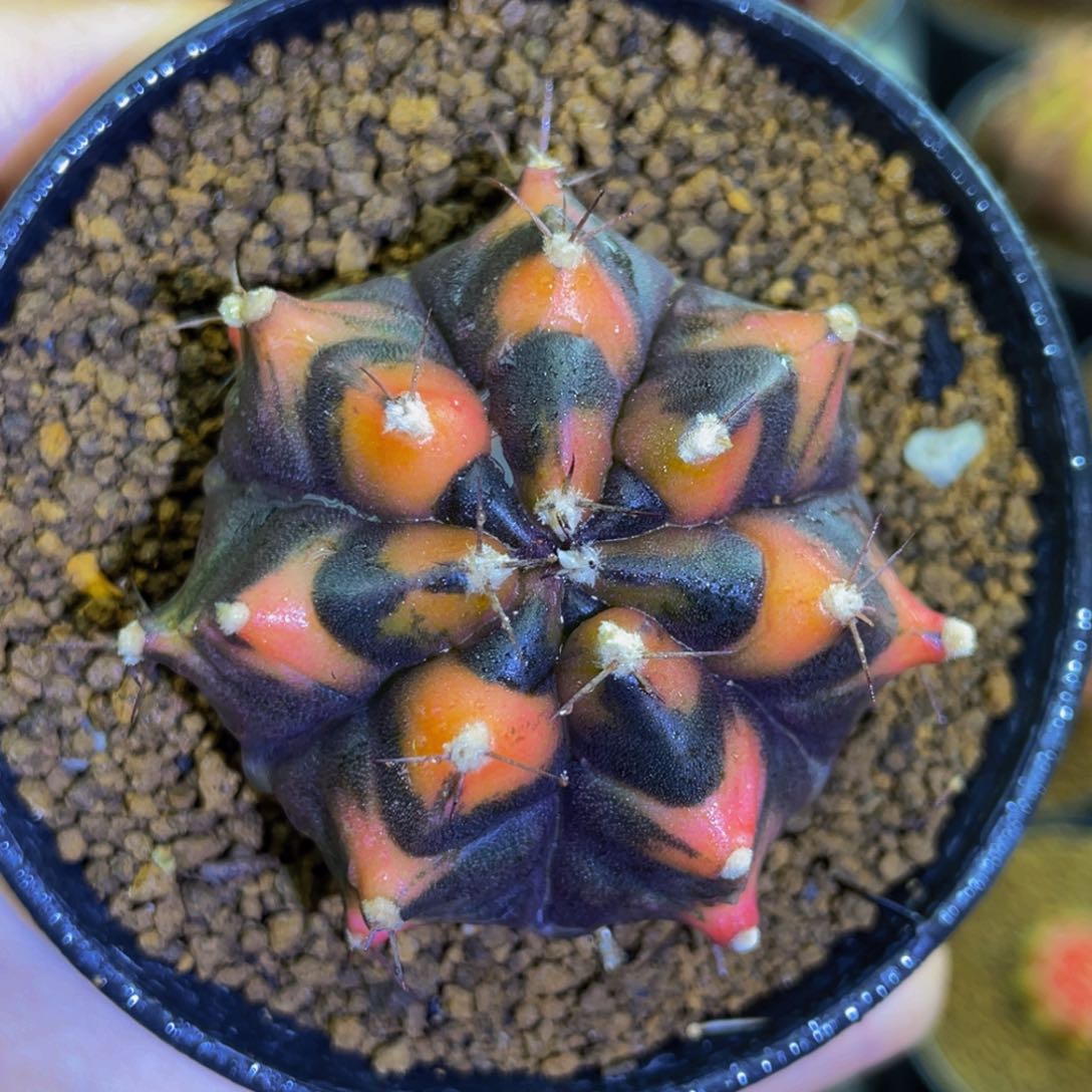 米哈星球928004159772