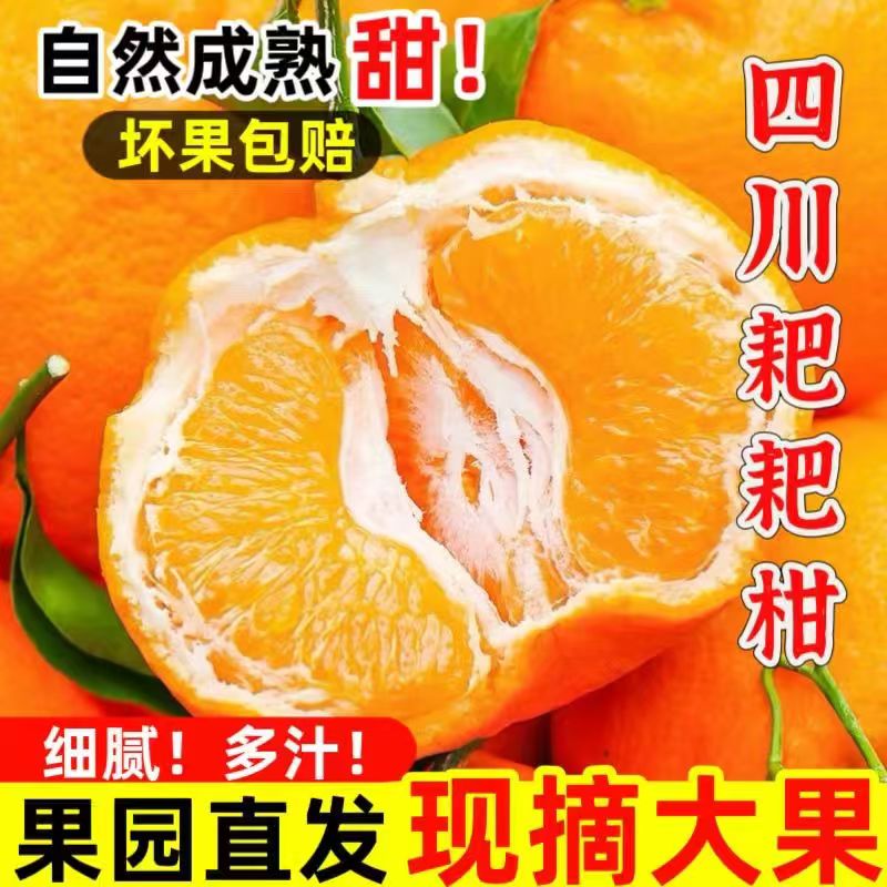 正宗大果春见耙耙柑橘子丑桔耙耙柑新鲜水果整箱批发
