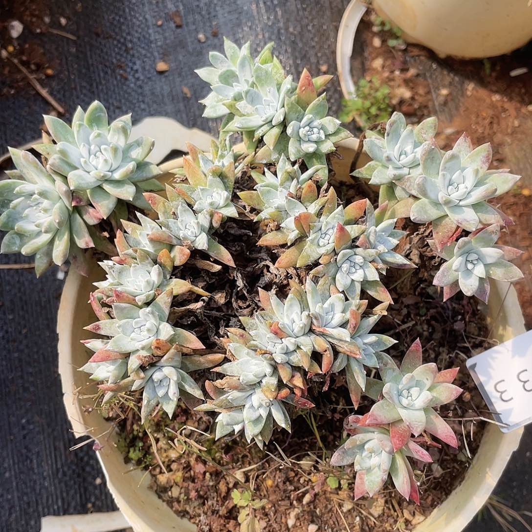 仙女杯特价不售后10033