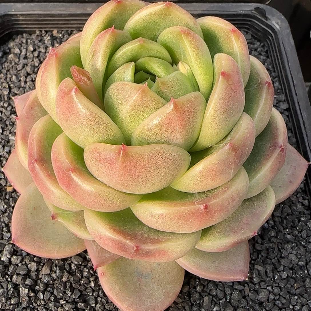 从前慢甄选多肉编号皮埃拉