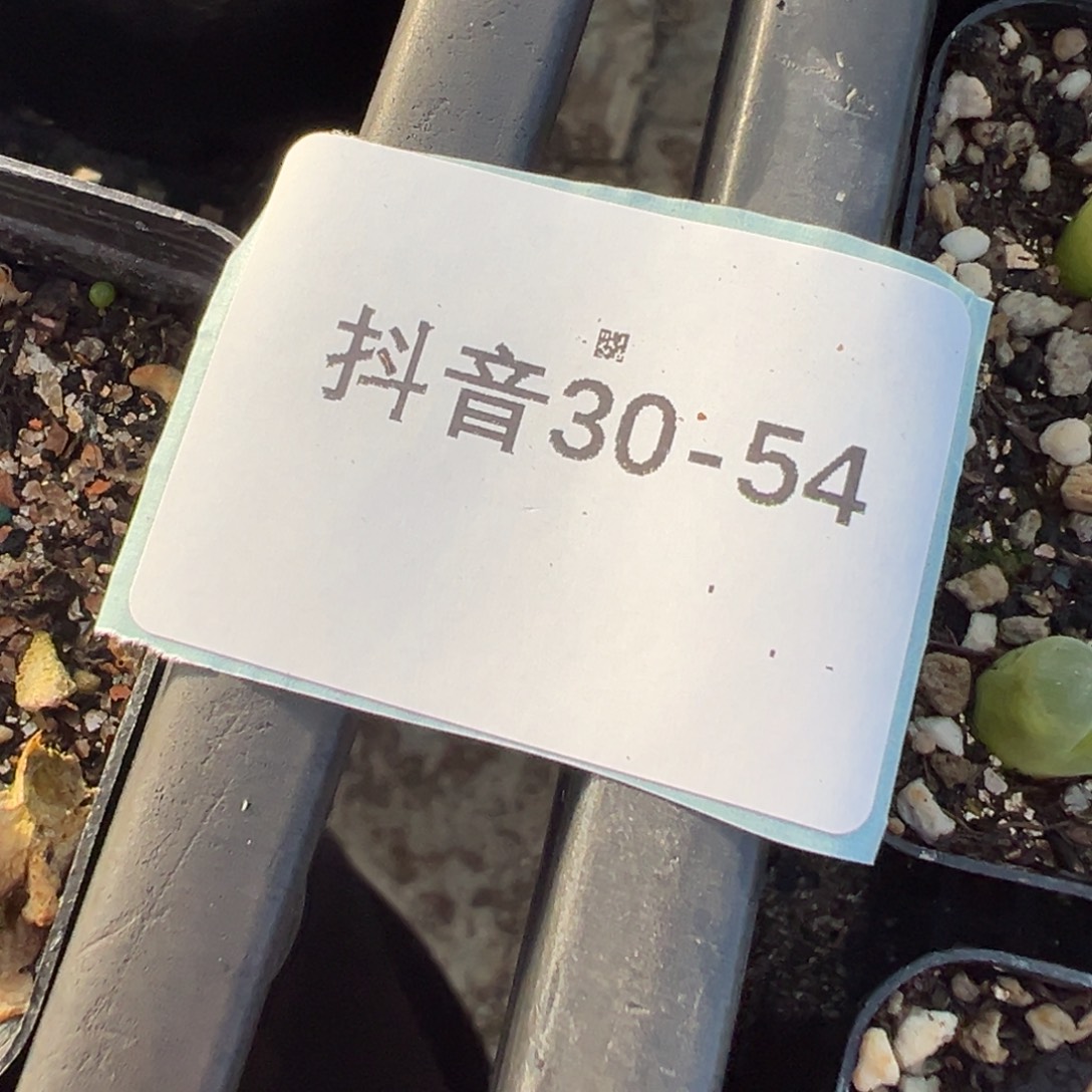 7***円30-54肉锥多肉植物