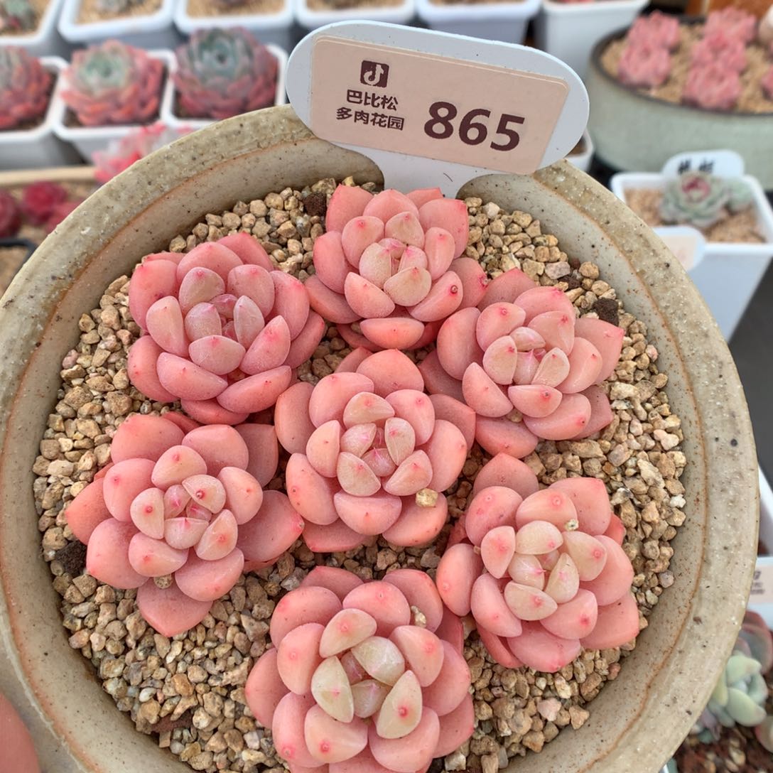 865太妃糖七棵福利