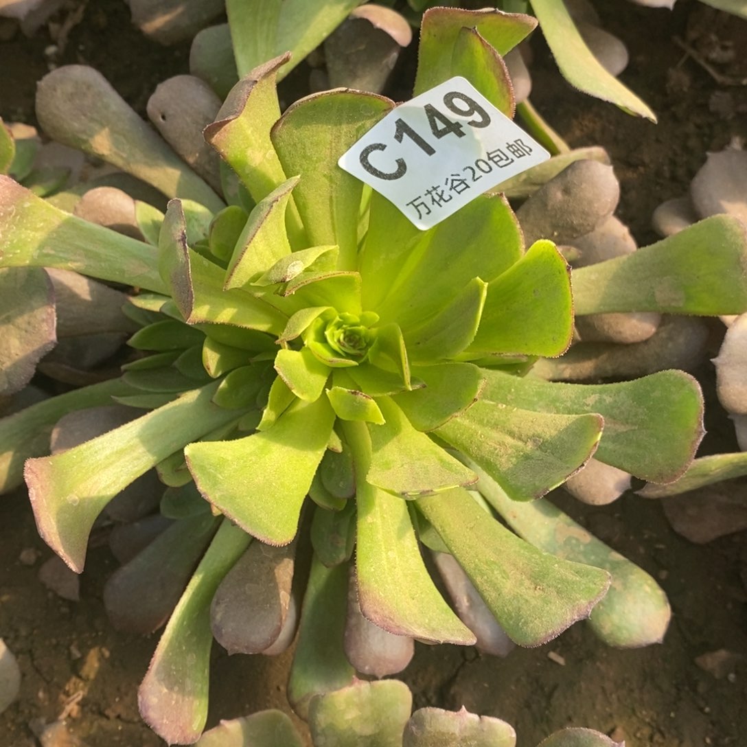 149哈迪斯满崽15厘米量拍多肉