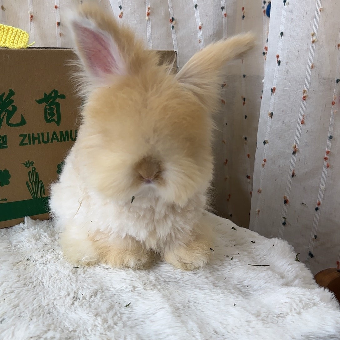 安哥拉奶黄弟弟特价