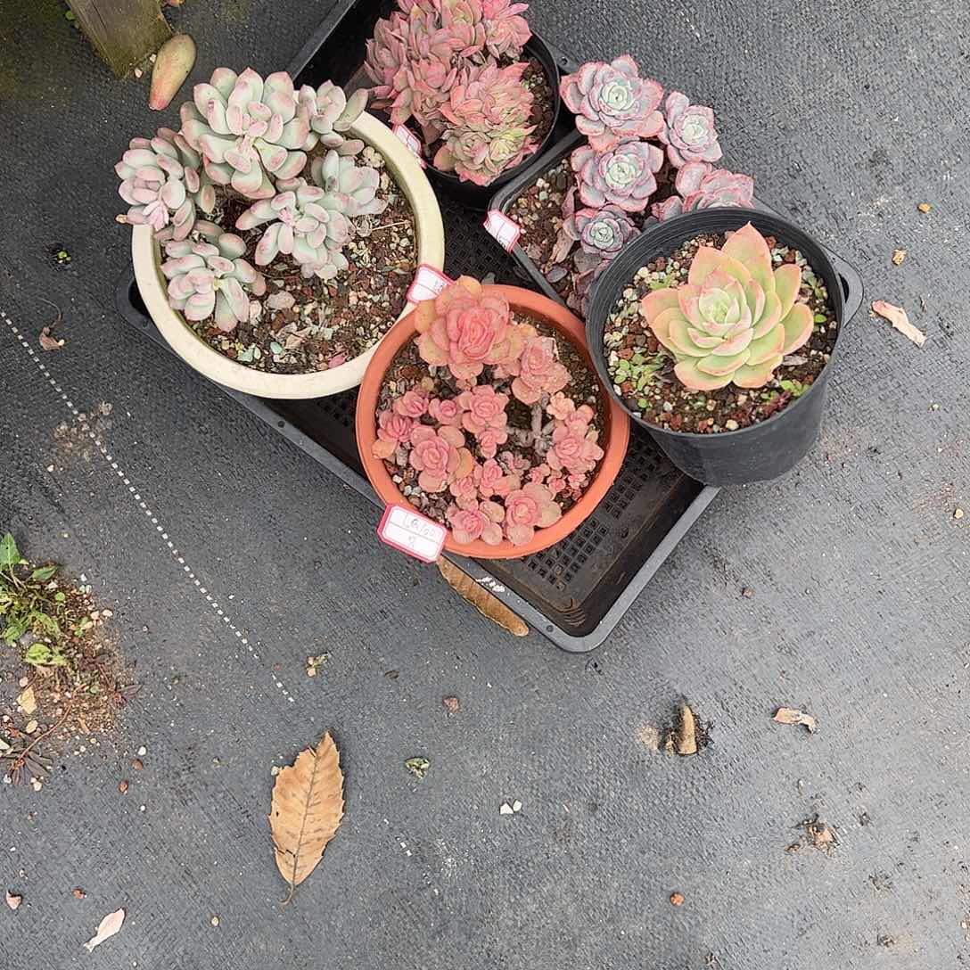 L***05颗小老桩多肉植物