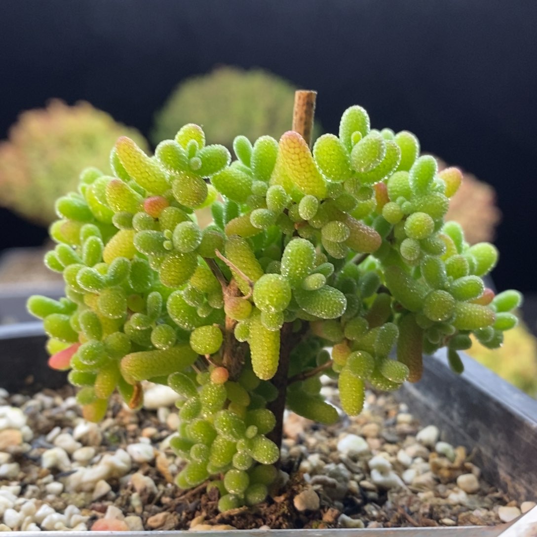 570蜜橘糖球。       