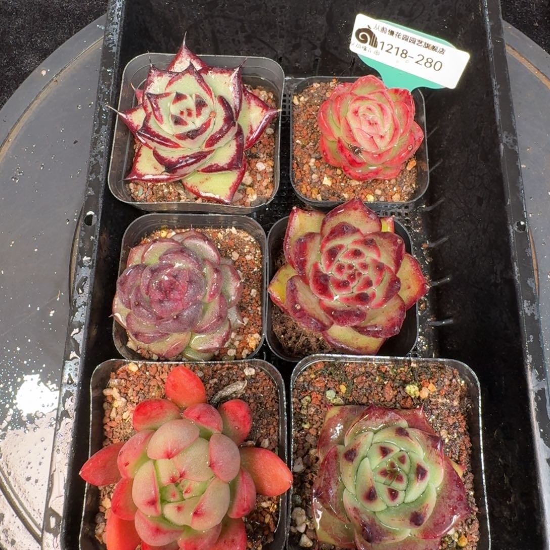 从前慢多肉精选编号1218.280