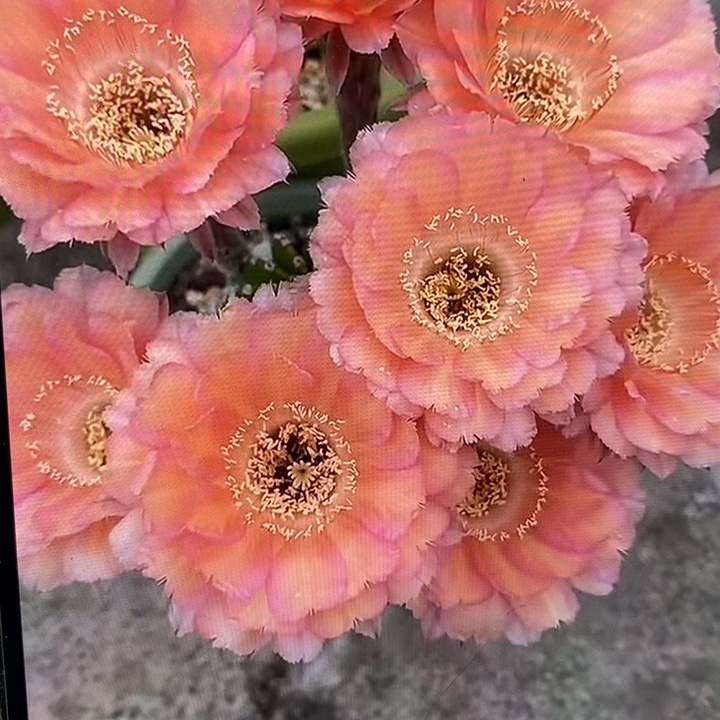 彩草心舞7.5公分左右一点干皮