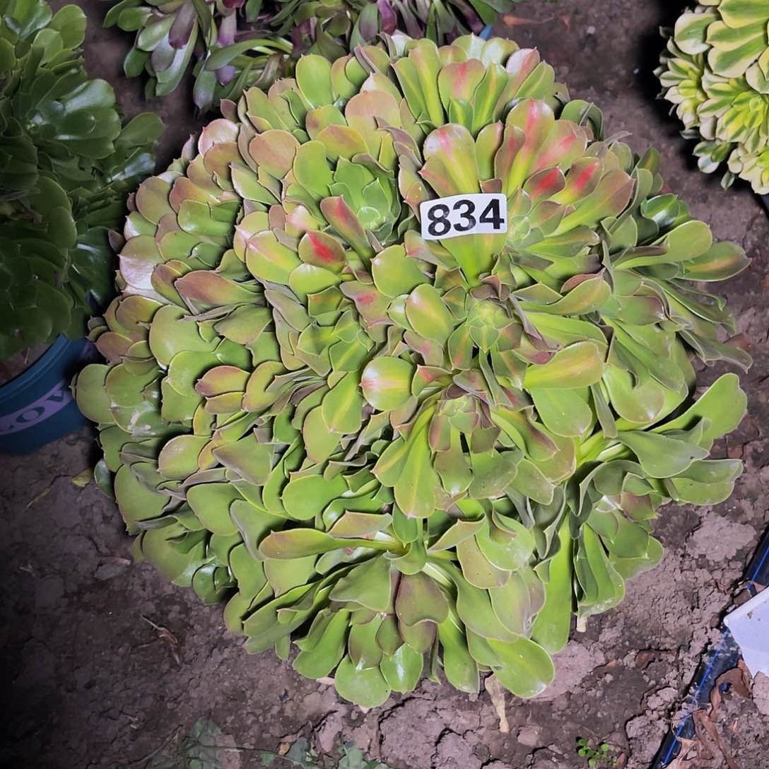 法师法师13–40包邮法师