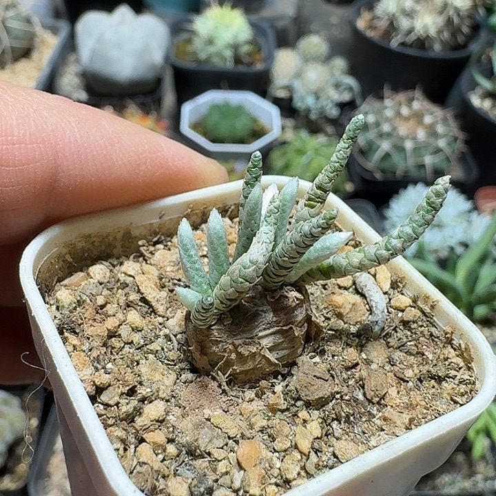 601韧锦实生带盆发货