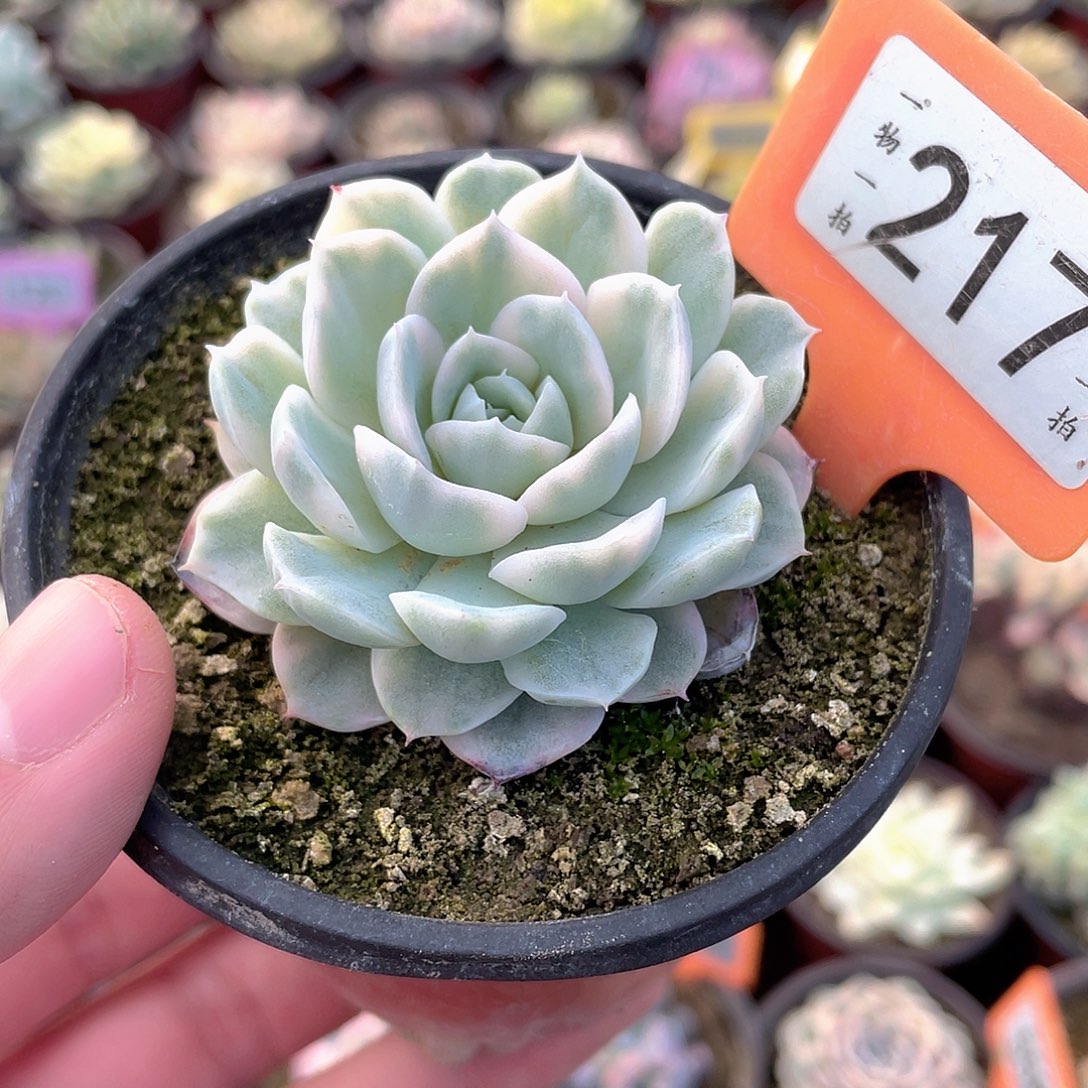 217号多肉雪球锦多肉