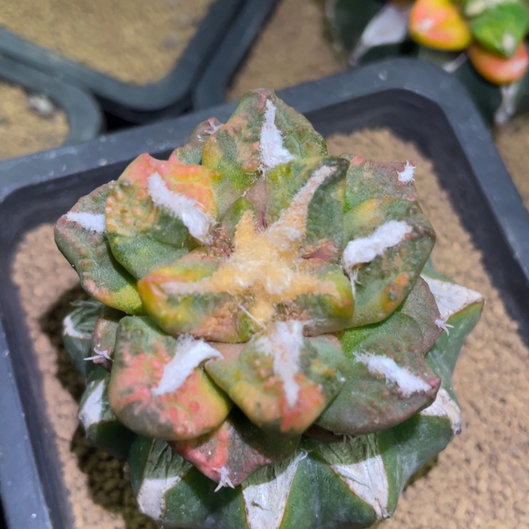 精选花斑勾犹龟甲牡丹锦