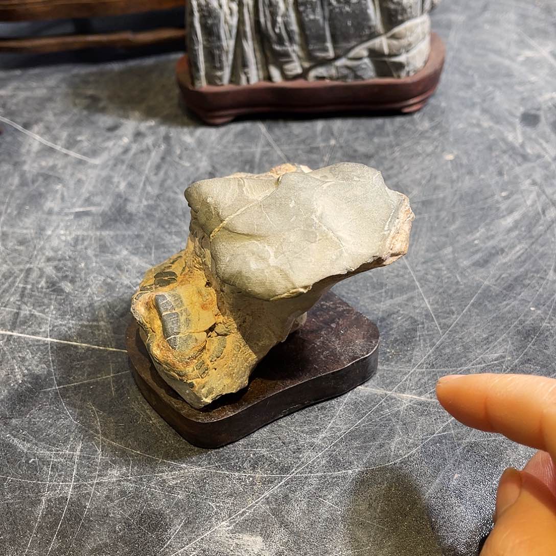 紫砂我是真的喜要来啦