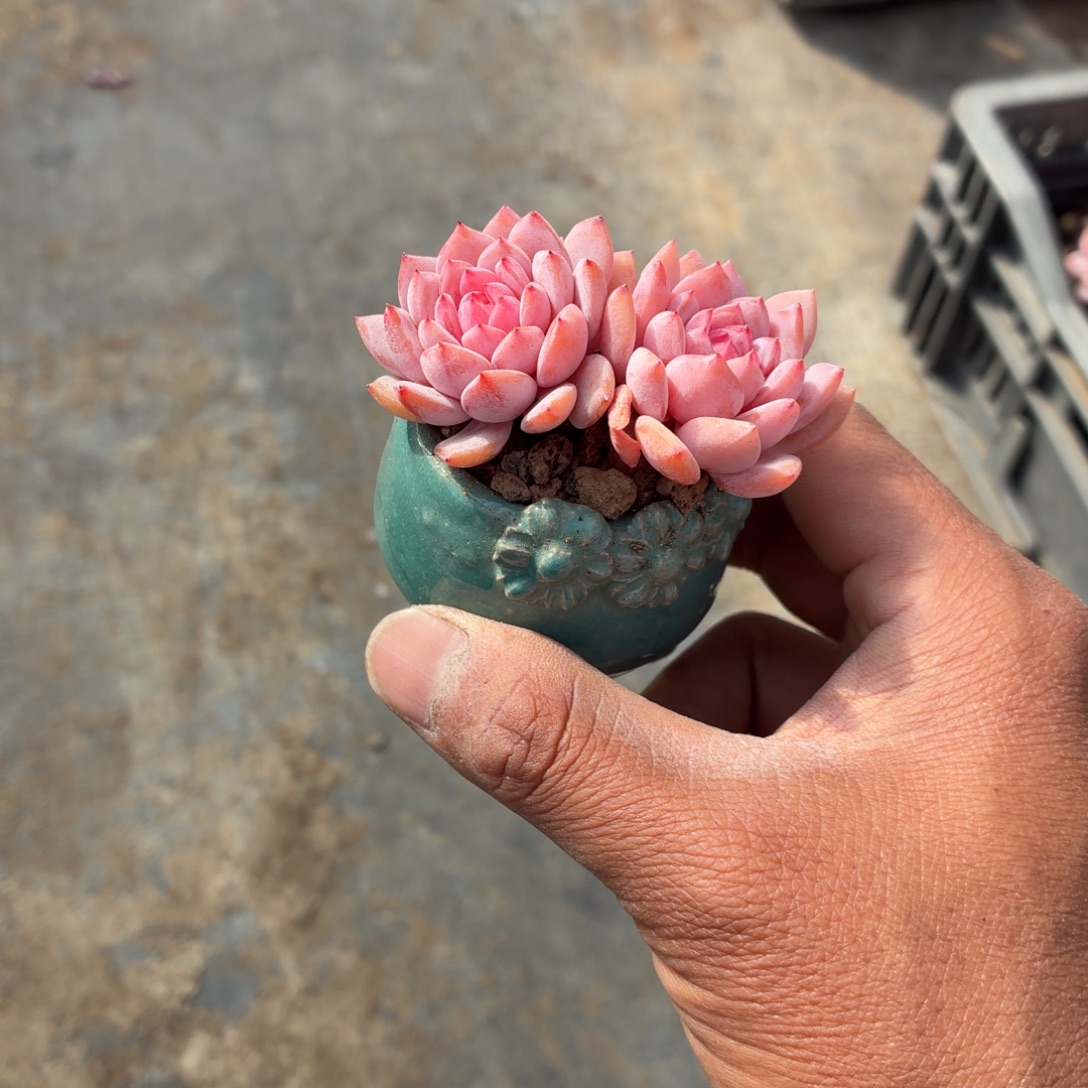 美***洋是不是不接就没电啊现在