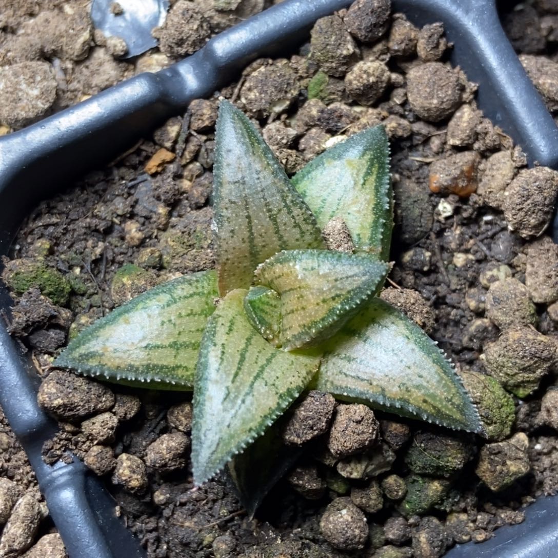 蜜蜂微笑一物一拍