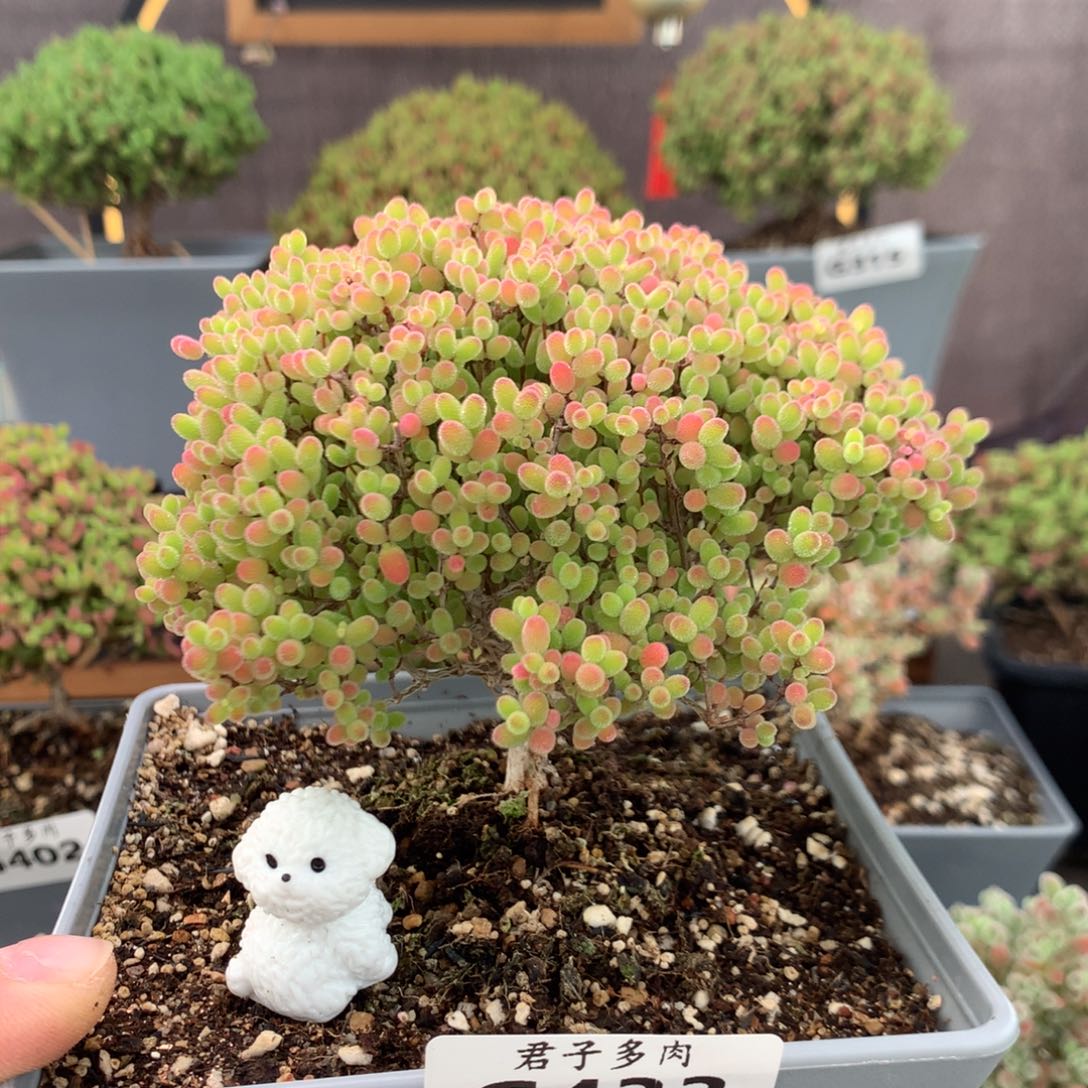 k****h433蜜橘糖球。         