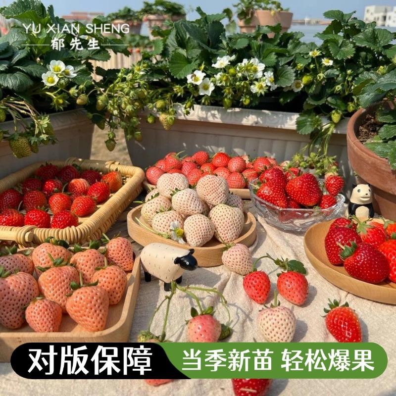 郁先生草莓苗盆栽原盆原土食用带盆奶油红颜丹东99隋珠天使ae春季
