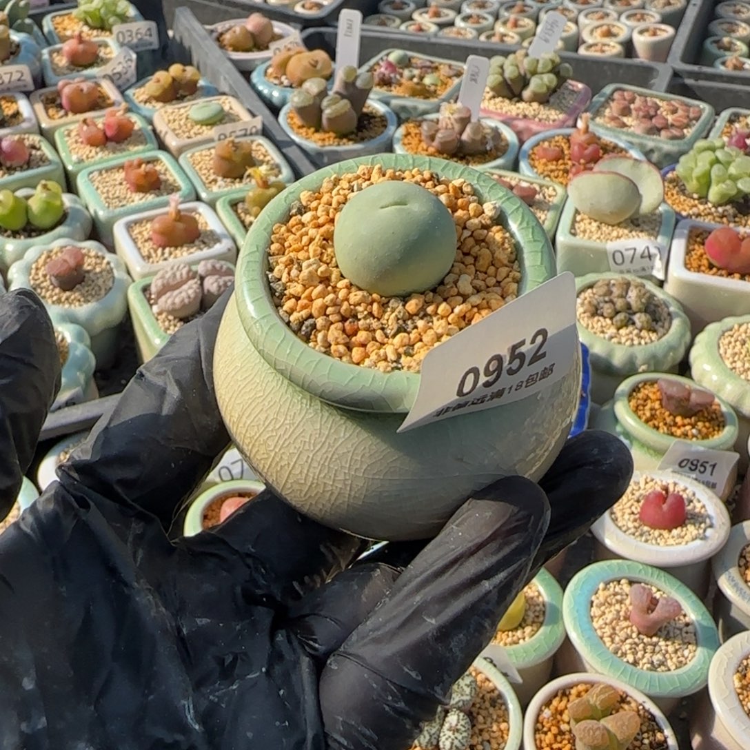 0952 一物一拍 带盆