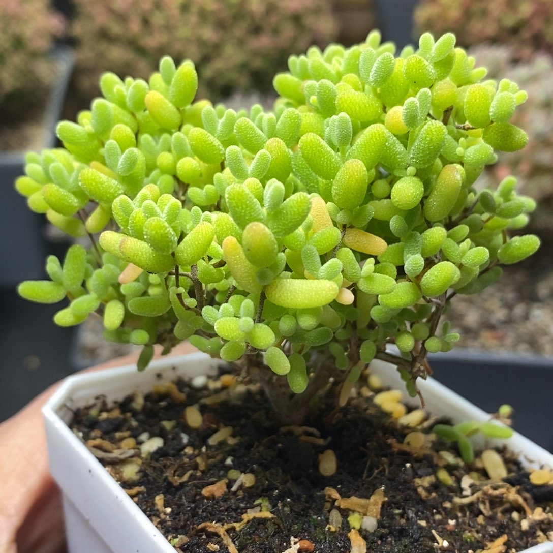 蜜橘糖球4789年后发货