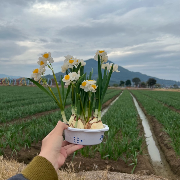 水仙花矮化好种球水培花卉冬季耐寒浓香型室内好养(带花苞)