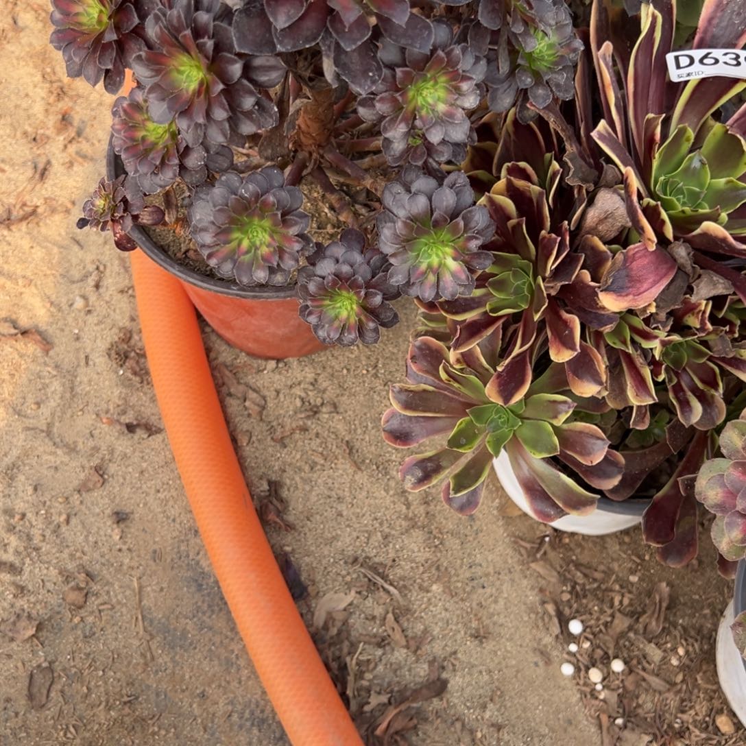 640黑铜壶法师多肉植物法师