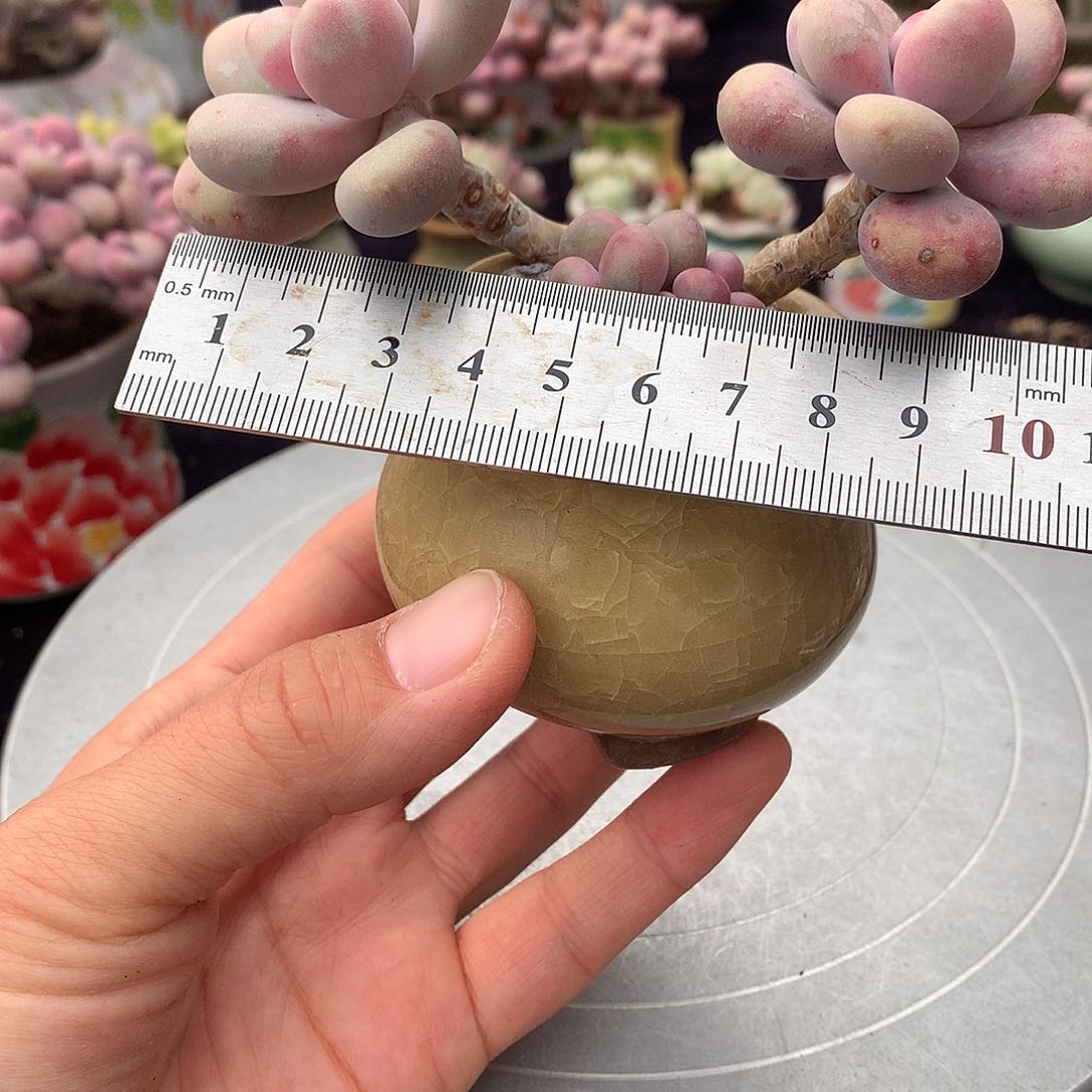 2号带盆偏远地区不包邮的