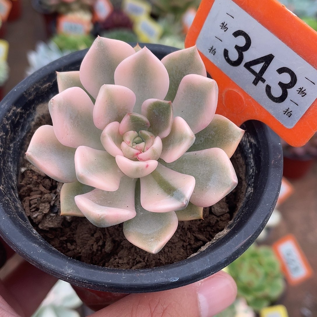 粉红佳人343号多肉植物