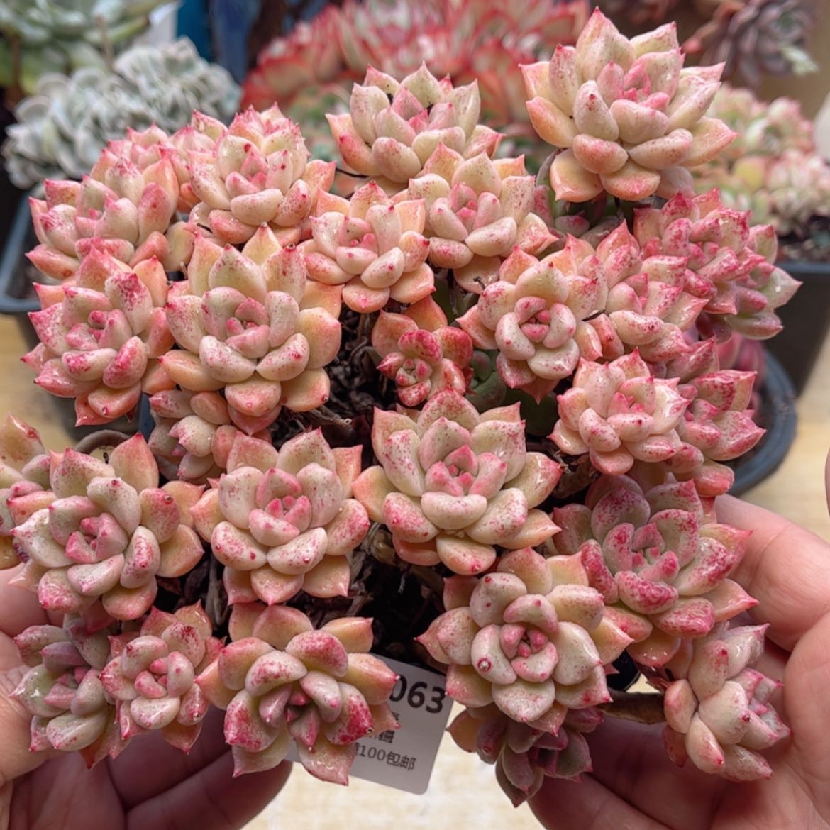 【闪购商品】063璀璨