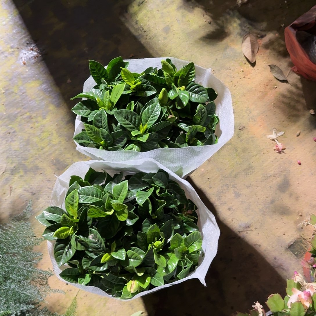 完全开放两盆栀子花