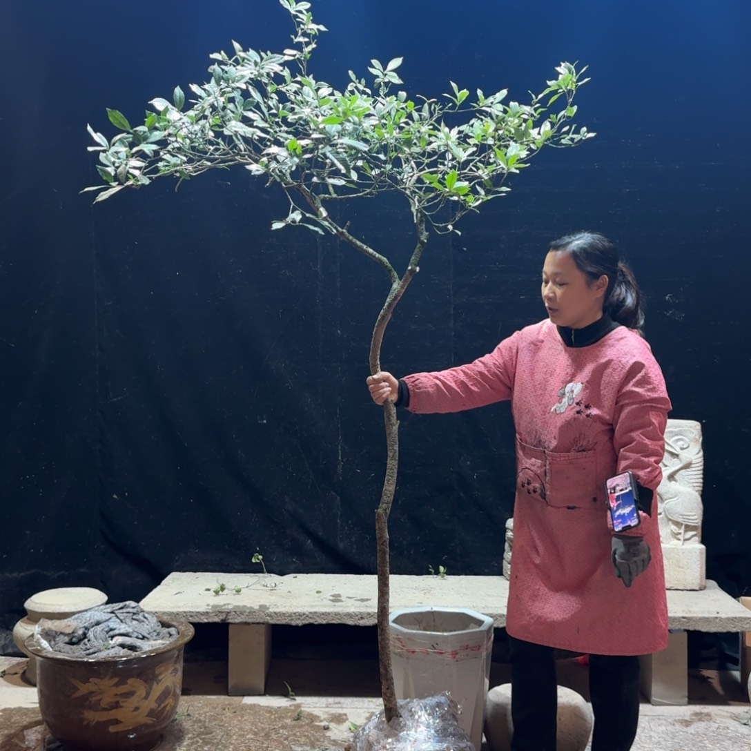 桃***黄完全开放栀子花生桩一物一拍