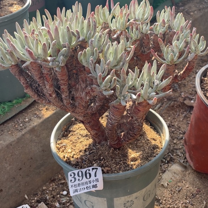 967号白鹭多肉植物