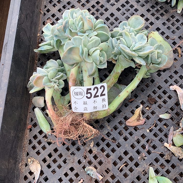 可爱玫瑰缀化 瑕疵