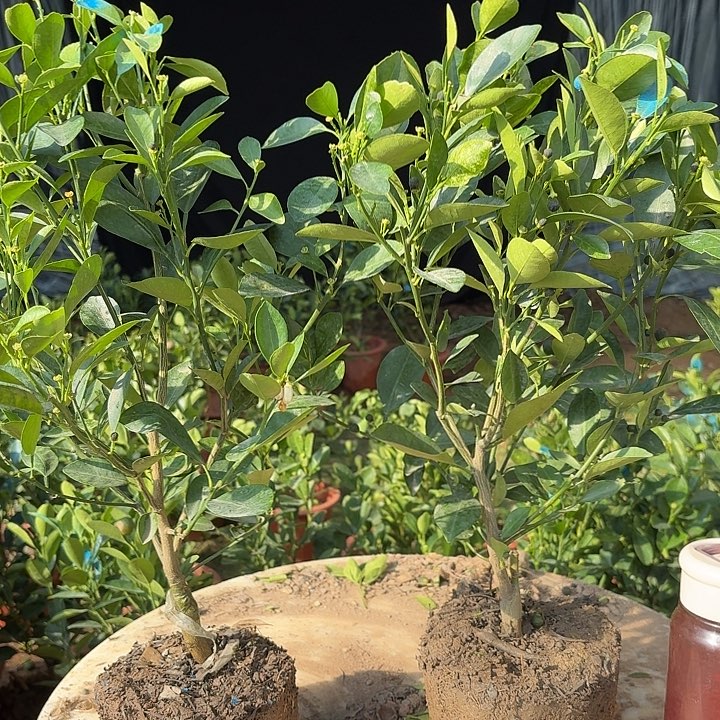 无花朵四季桔一物一拍 2颗