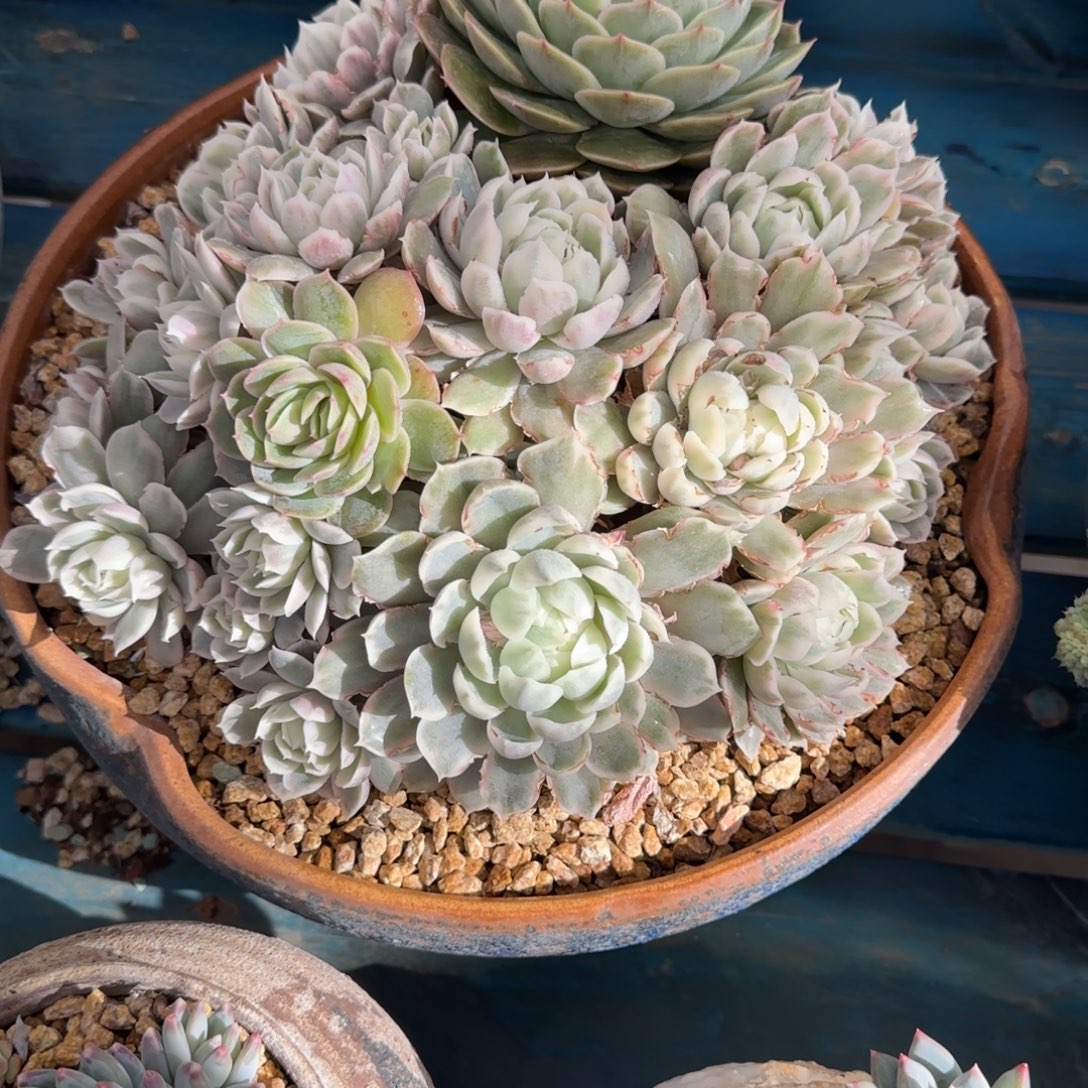 用***3昂斯诺锦多肉植物