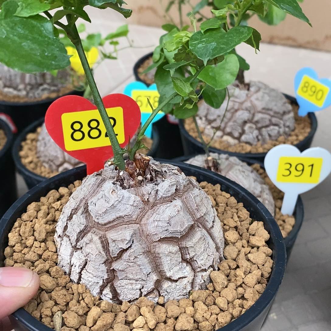 南非龟甲龙龟甲龙