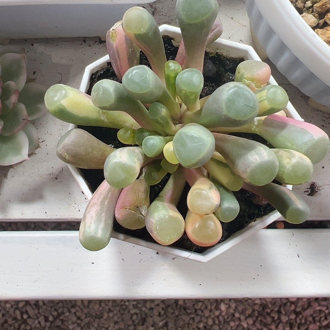 五十铃玉锦多肉植物