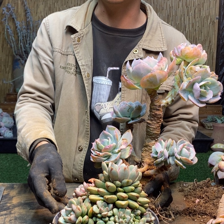 芭***比249号葡萄多肉植物