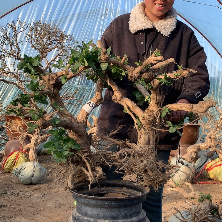 全部花朵金银花888888