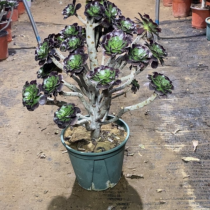 17，黑圆叶1457889999900