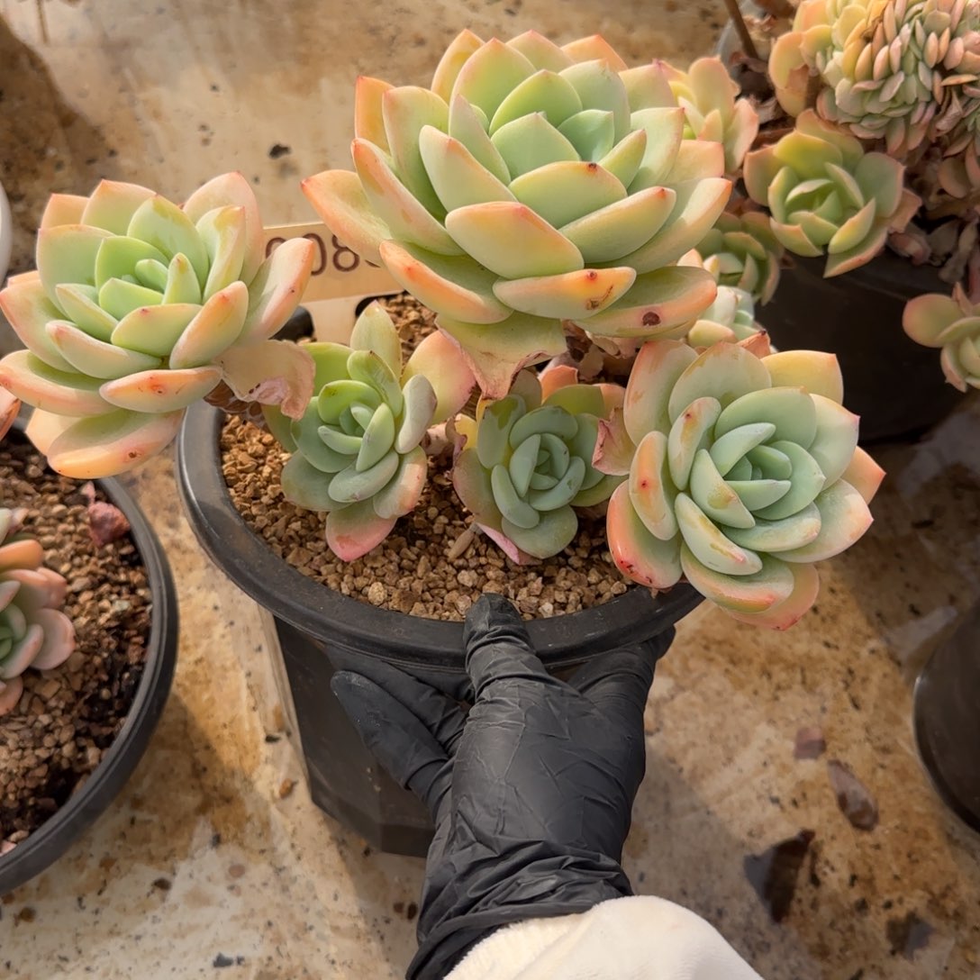 ****惑0083。     柚子茶