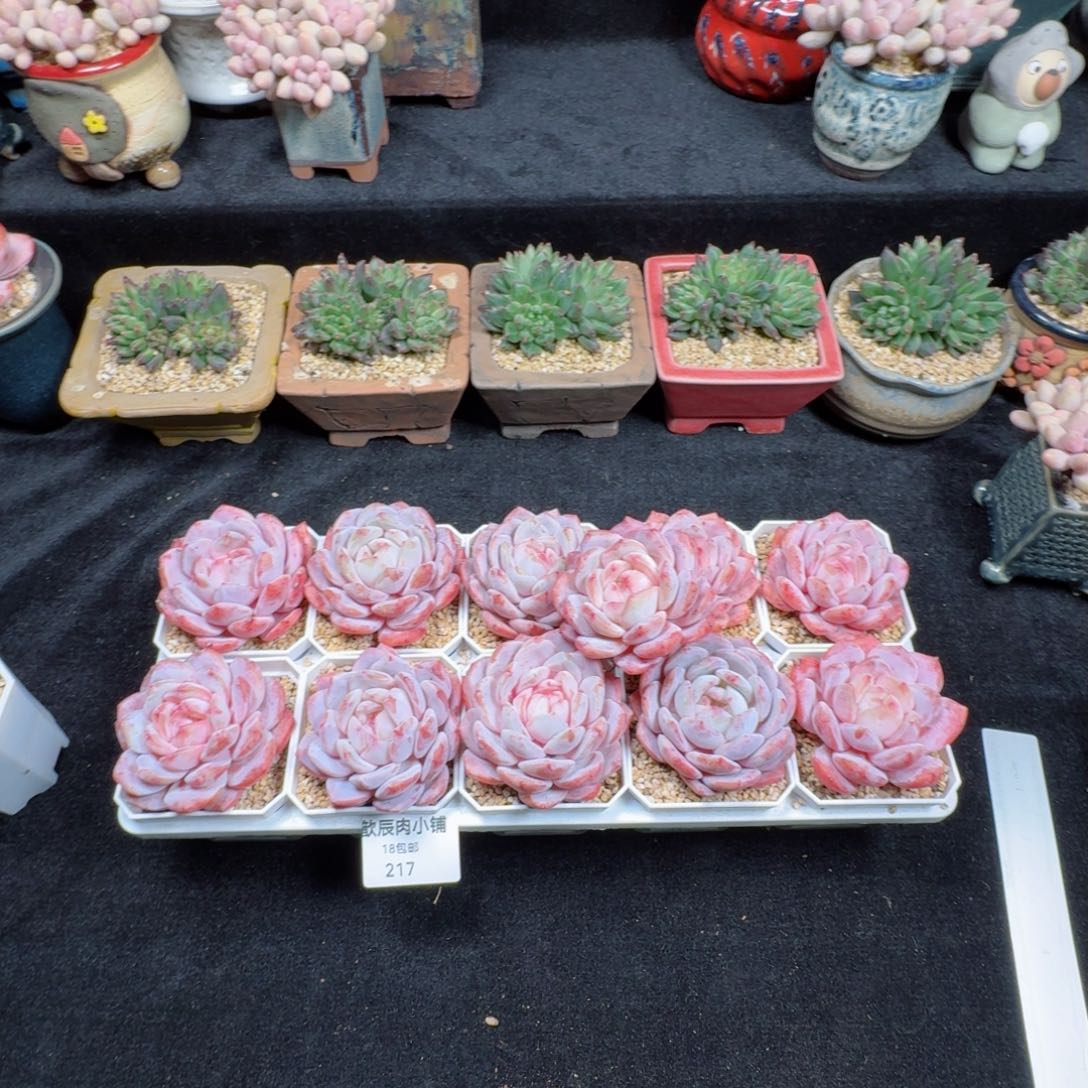 多肉植物  217  仙女橙