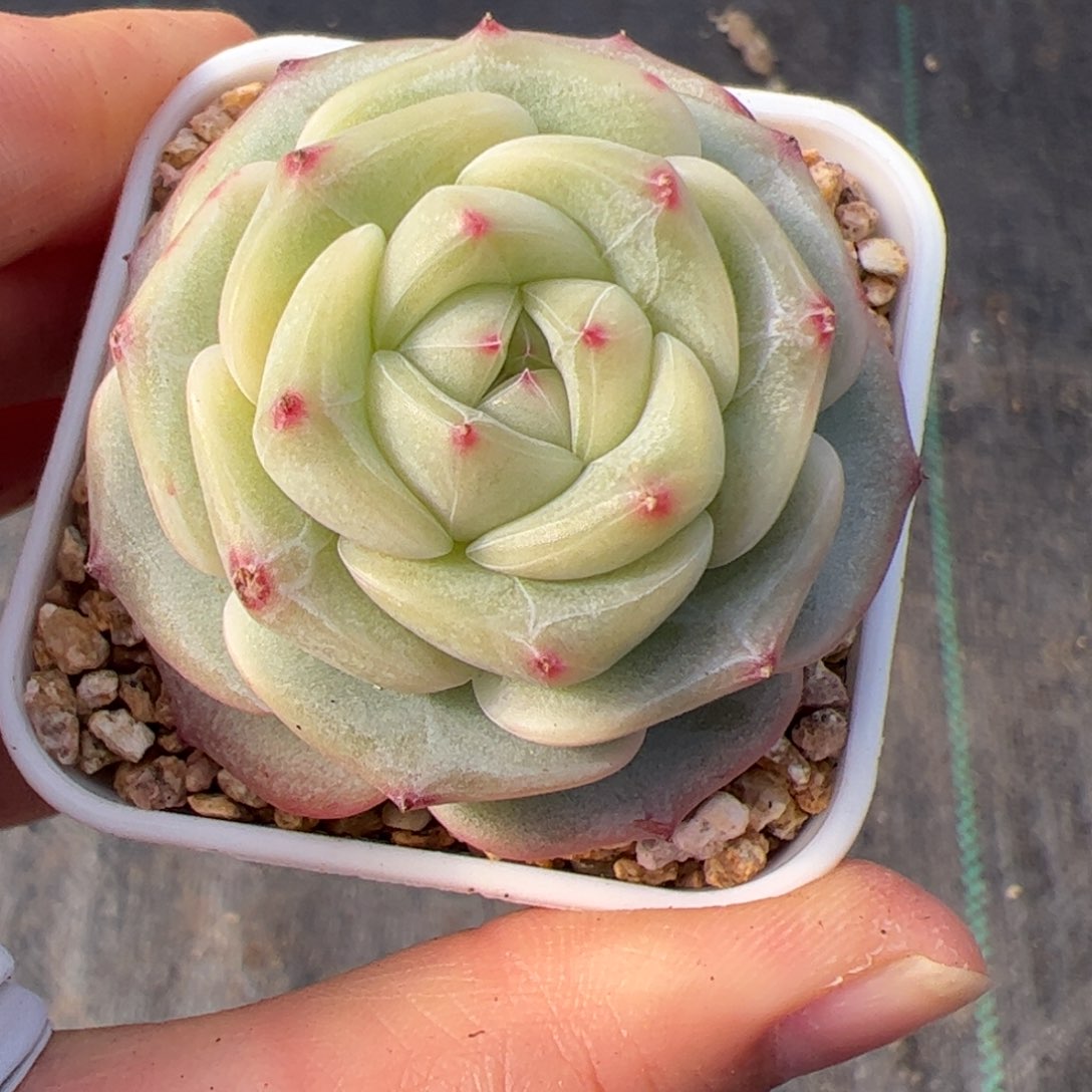 一***只554 多肉植物组合盆栽