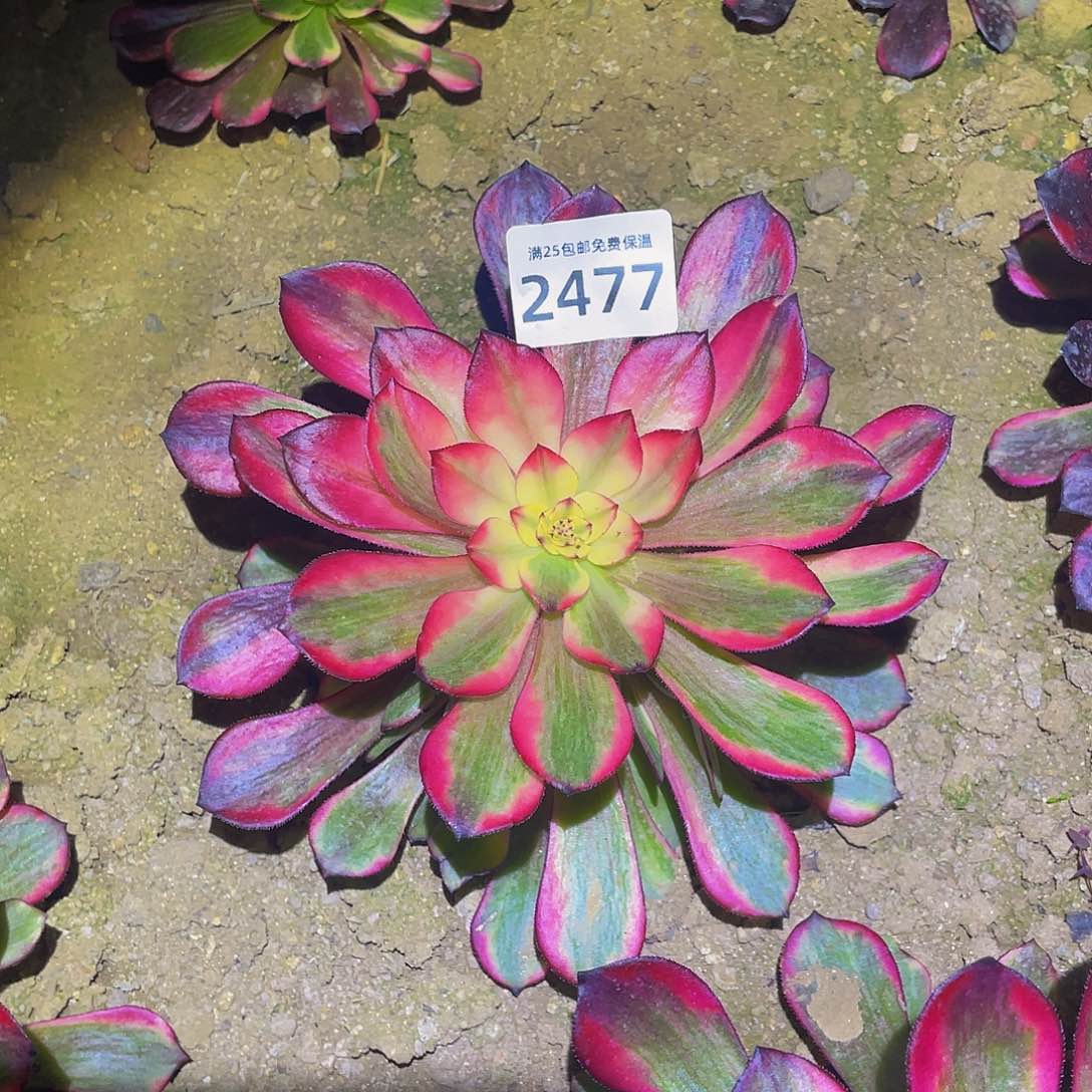 2477彩虹糖多肉植物